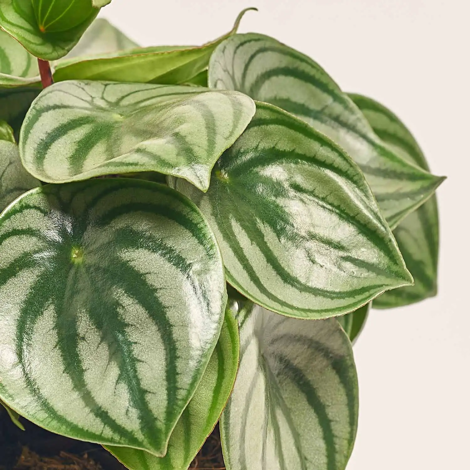 Зображення товару Пеперомія Аргірея, артикул: 52379