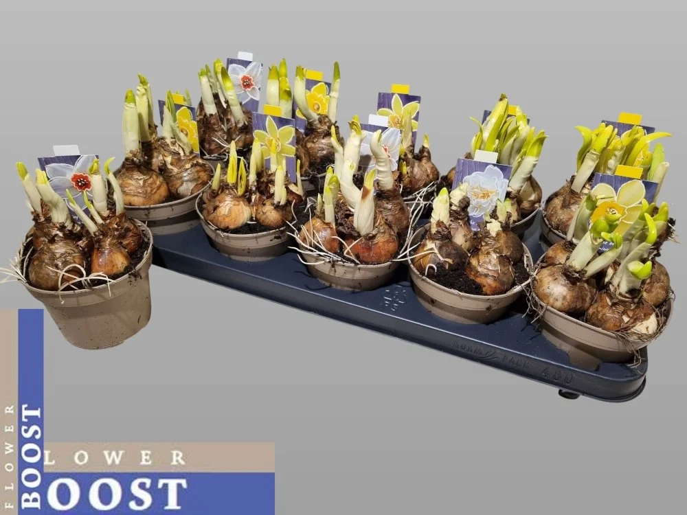 Нарцис мікс, артикул: 56442 Зображення товару Нарцис мікс, артикул: 56442