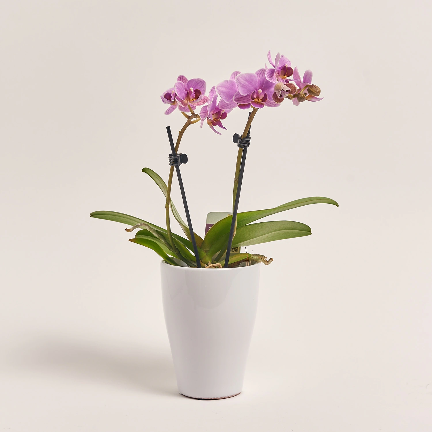 Зображення товару Фаленопсис Мф 2ст. в кер, артикул: 38133