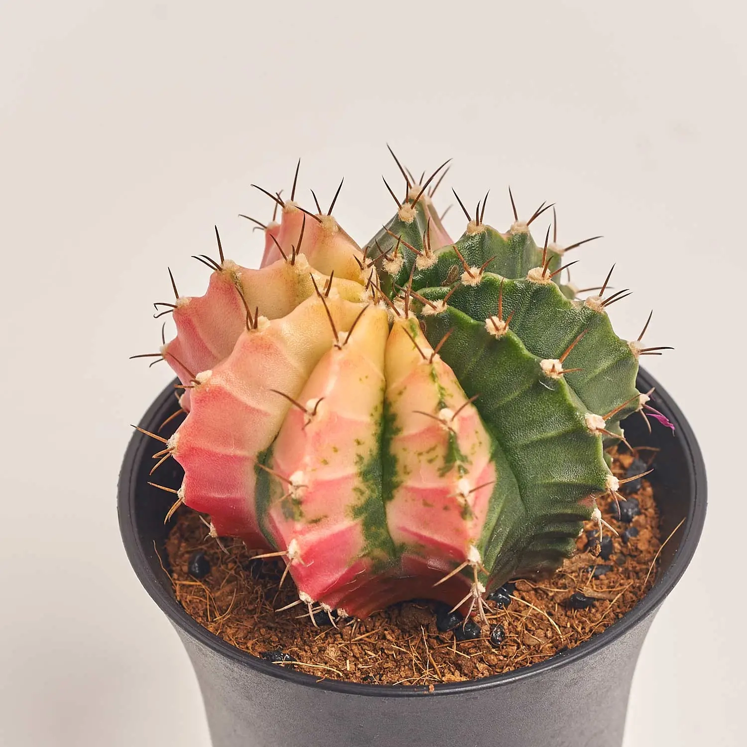 Зображення товару Гімнокаліциум Варієгатний "Екстра колор", артикул: 54801