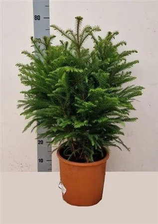 Араукарія Гетерофіла, артикул: 52983 Зображення товару Араукарія Гетерофіла, артикул: 52983