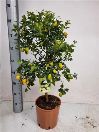 Цитрофортунелла мікрокарпа лаймкват, артикул: 54048 Зображення товару Цитрофортунелла мікрокарпа лаймкват, артикул: 54048