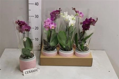 Зображення товару Фаленопсис Мф 1ст. мікс в кер., артикул: 24738