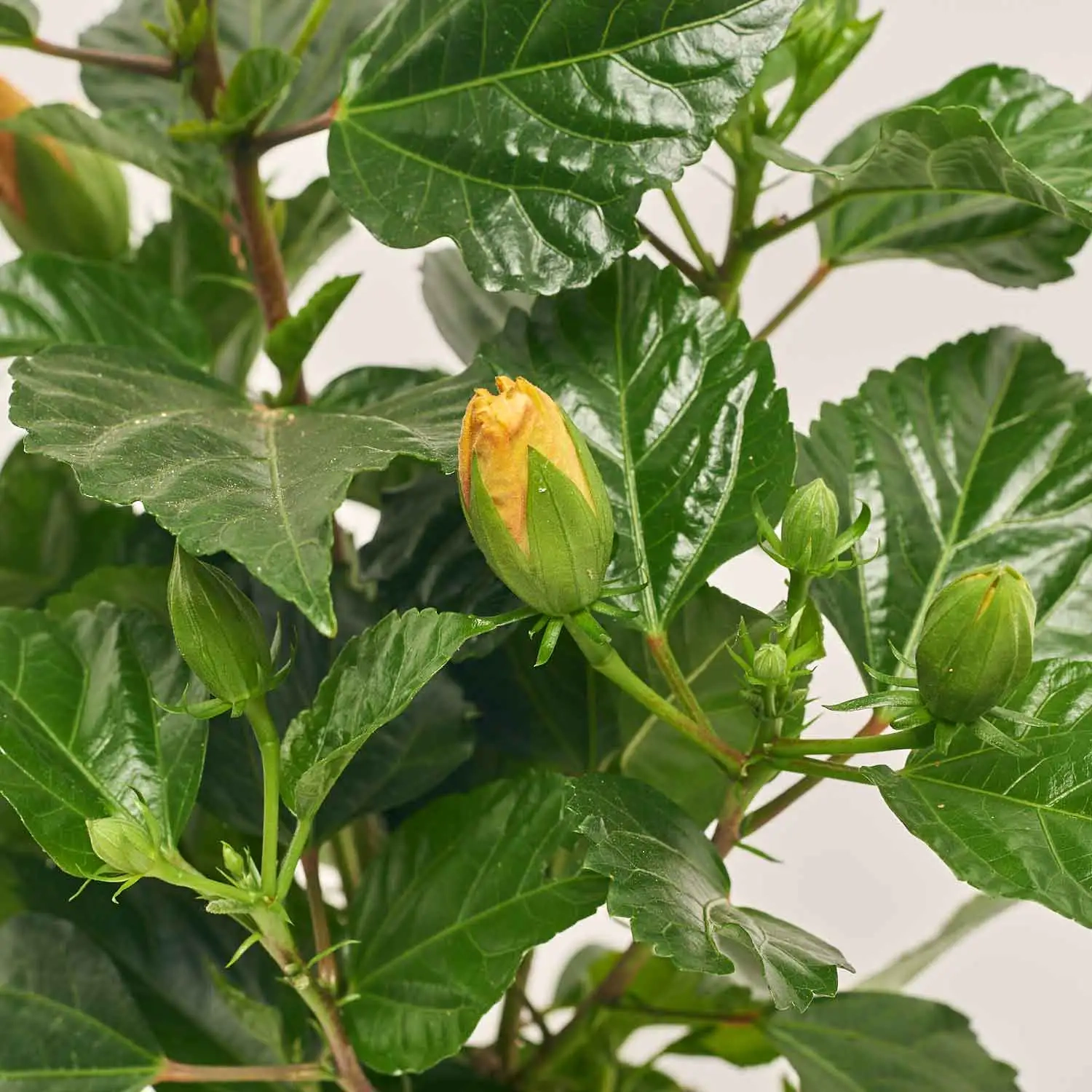 Гібіскус Санні мікс, артикул: 18298 Зображення товару Гібіскус Санні мікс, артикул: 18298