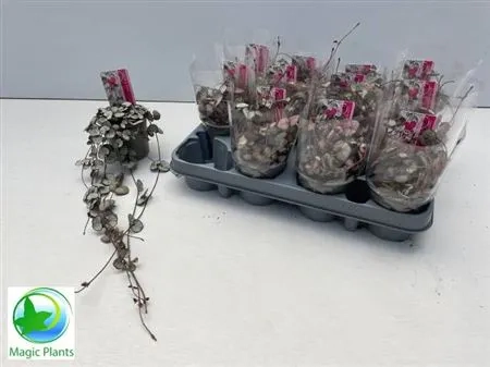 Зображення товару Церопегія Вуд Сільвер Глорі, артикул: 47744