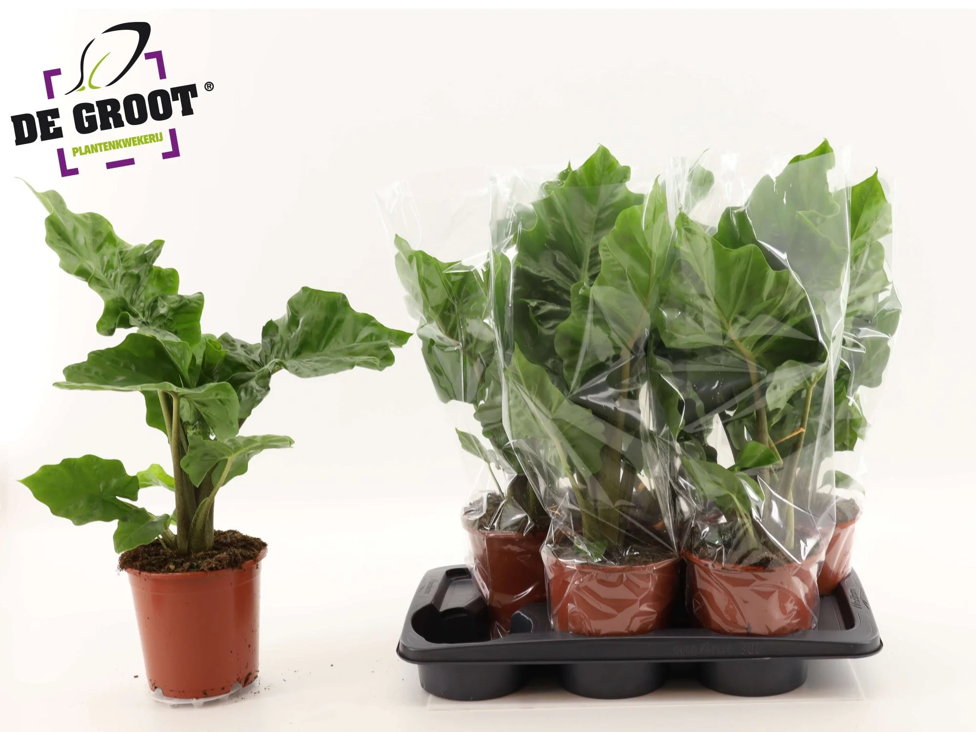 Зображення товару Алоказія Лоу Райдер, артикул: 56718