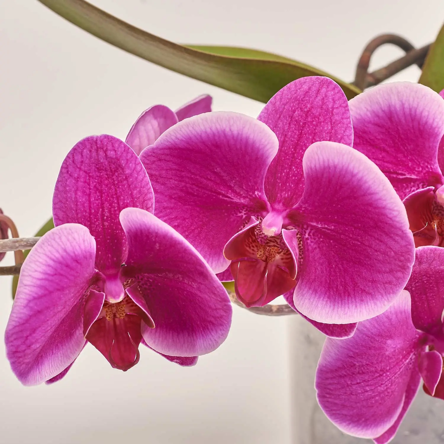 Зображення товару Фаленопсис "Тейбл" 2ст., артикул: 53756