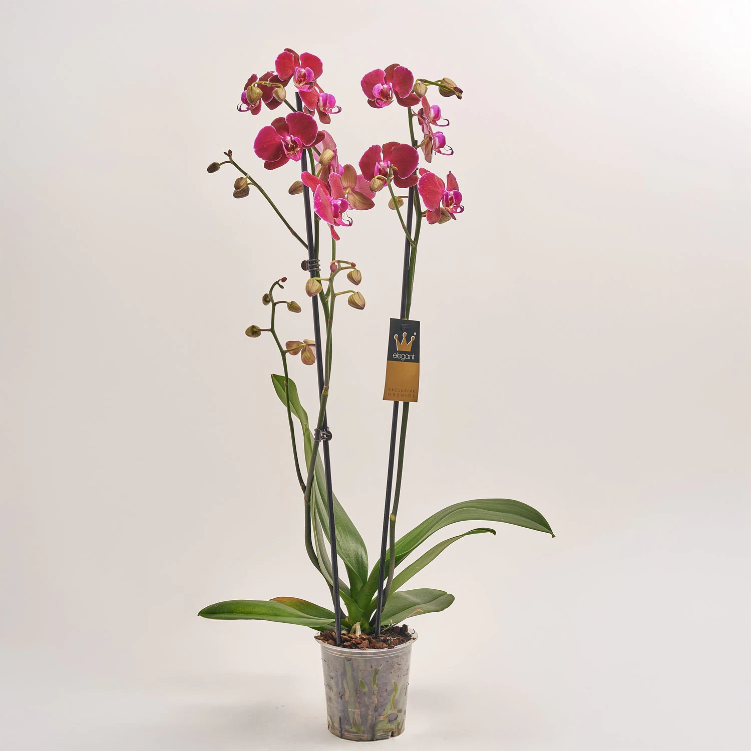 Зображення товару Фаленопсис 2ст. мікс, артикул: 18519