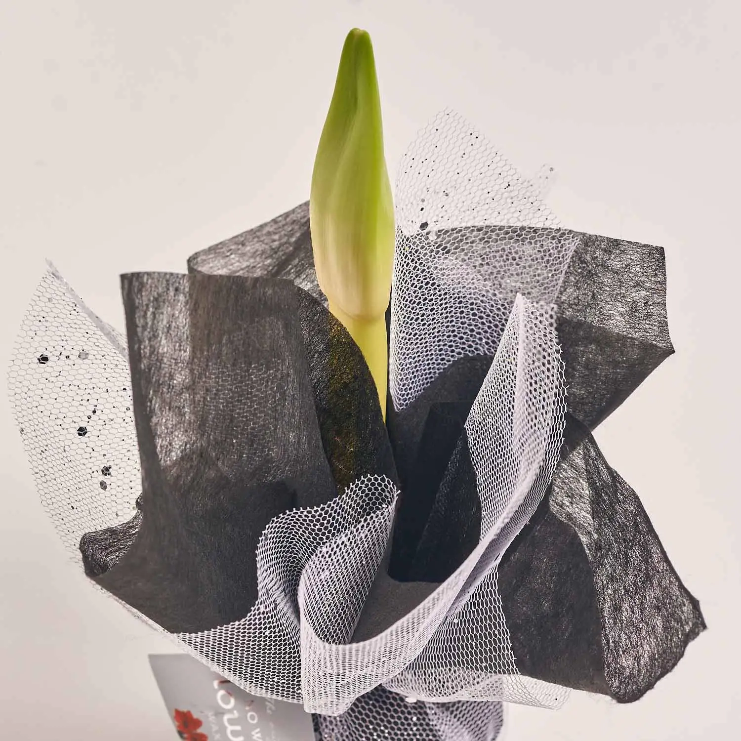 Зображення товару Амариліс мікс у воску, артикул: 54508