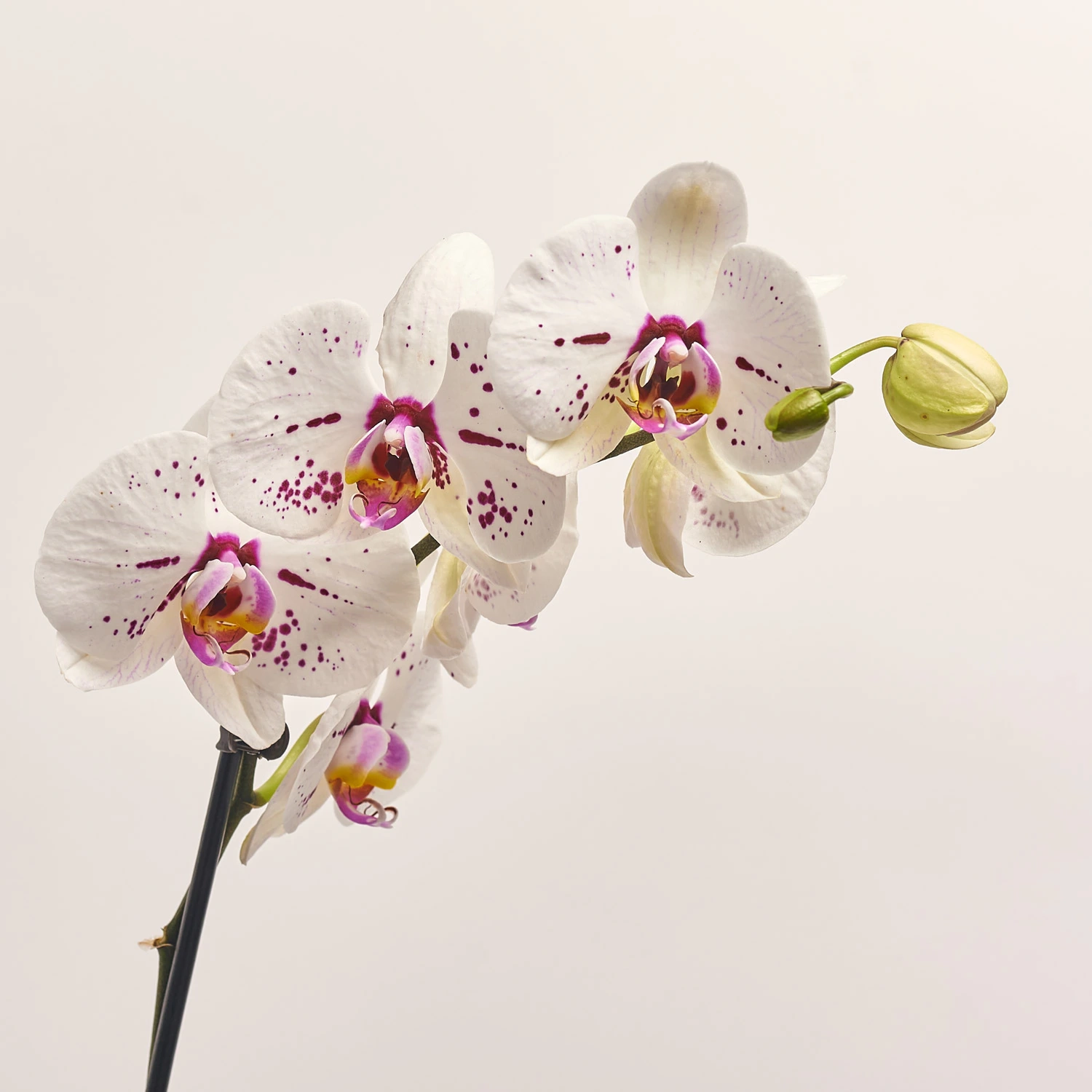 Зображення товару Фаленопсис 1ст. мікс, артикул: 18850