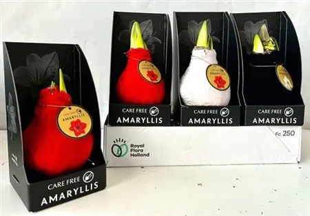 Зображення товару Амариліс мікс у воску в коробці, артикул: 53619
