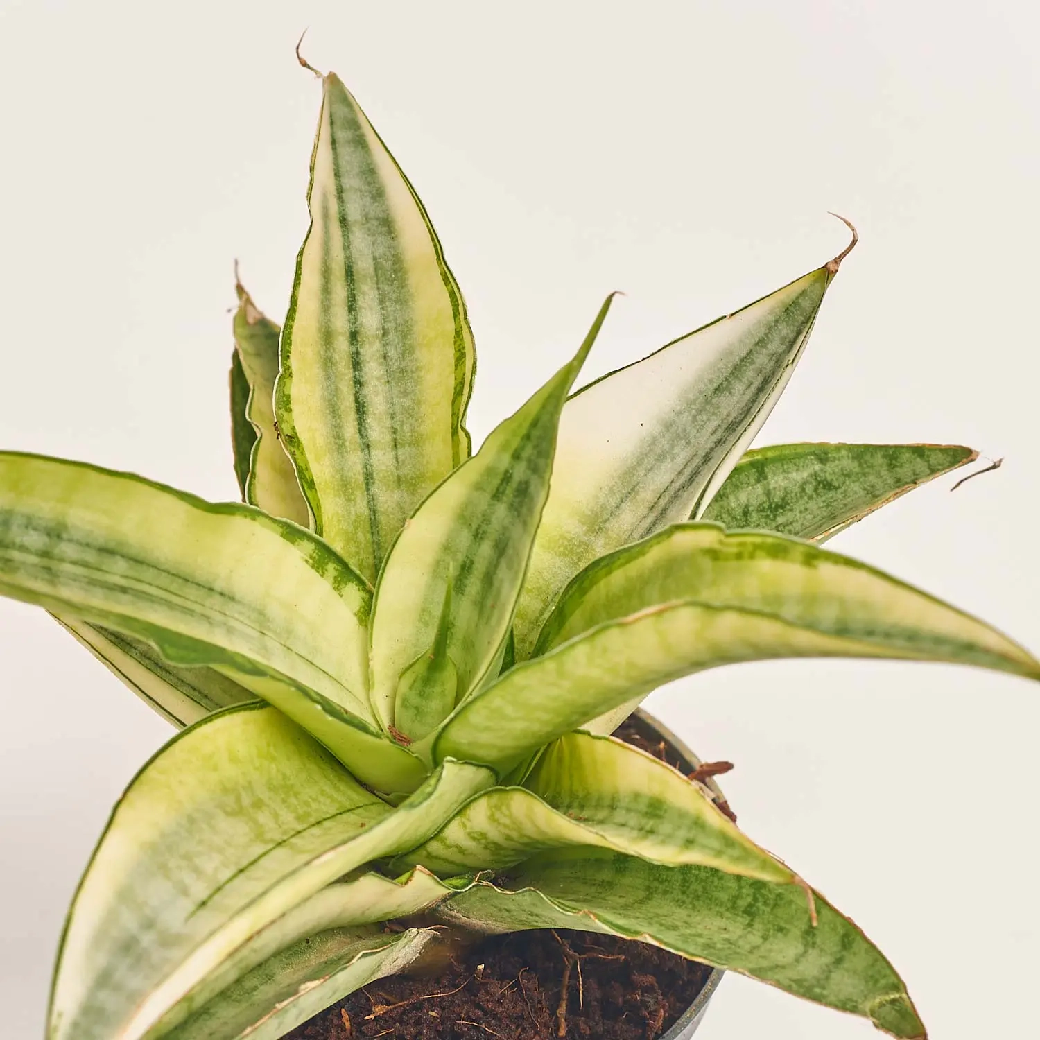 Зображення товару Сансевієрія Габрієлла Краун, артикул: 57161