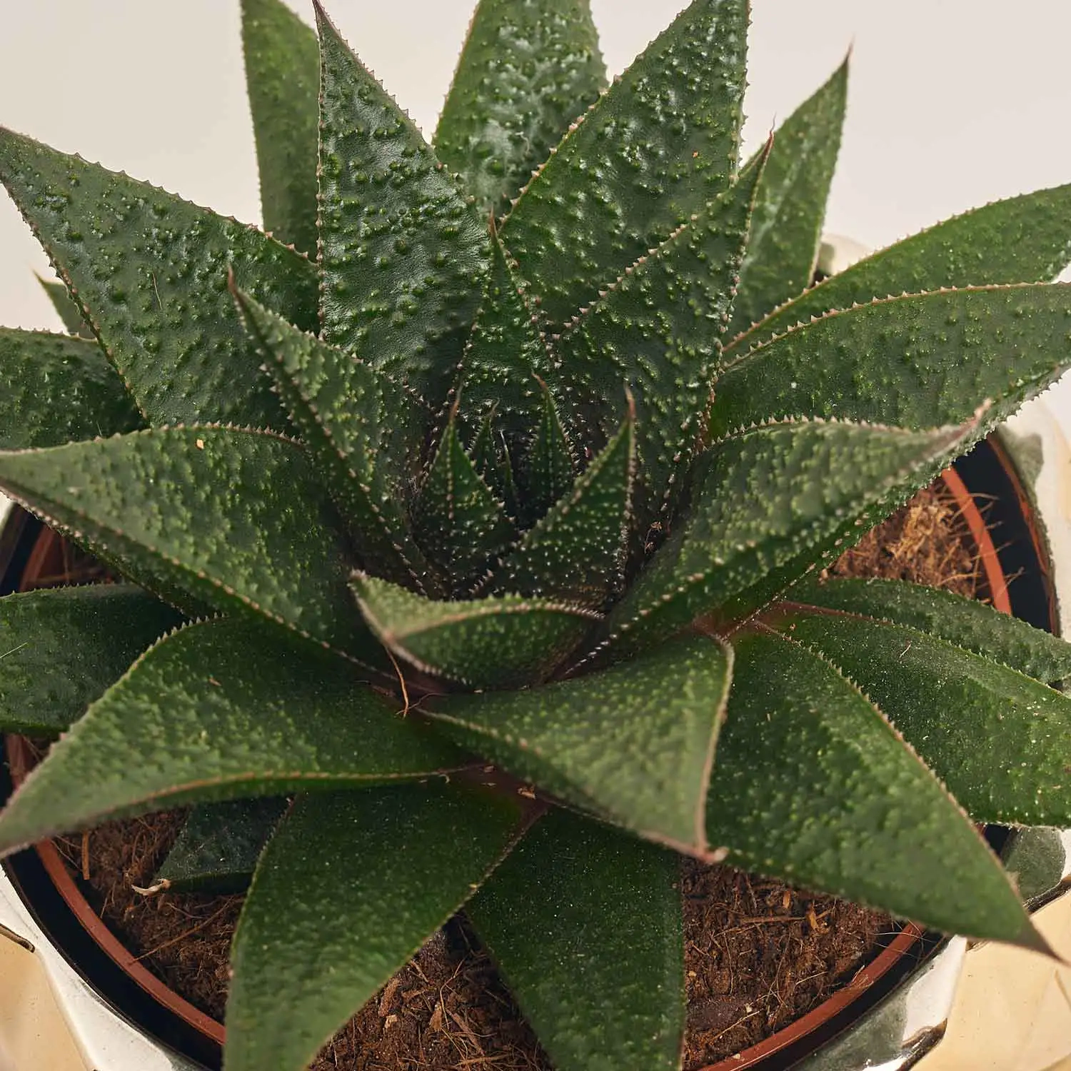 Зображення товару Сукулент мікс, артикул: 41177