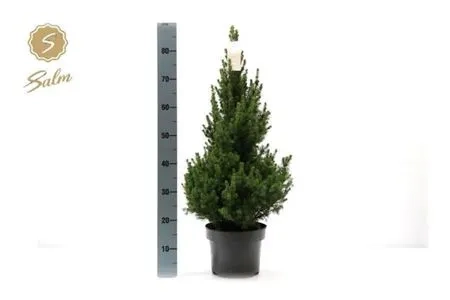 Ялина Десембер, артикул: 54174 Зображення товару Ялина Десембер, артикул: 54174