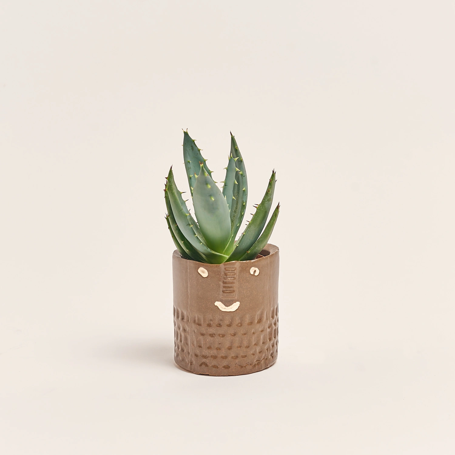 Сукулент мікс в кер., артикул: 30451 Зображення товару Сукулент мікс в кер., артикул: 30451