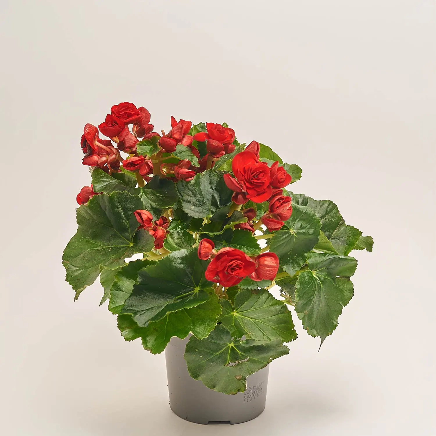 Зображення товару Бегонія мікс, артикул: 1205