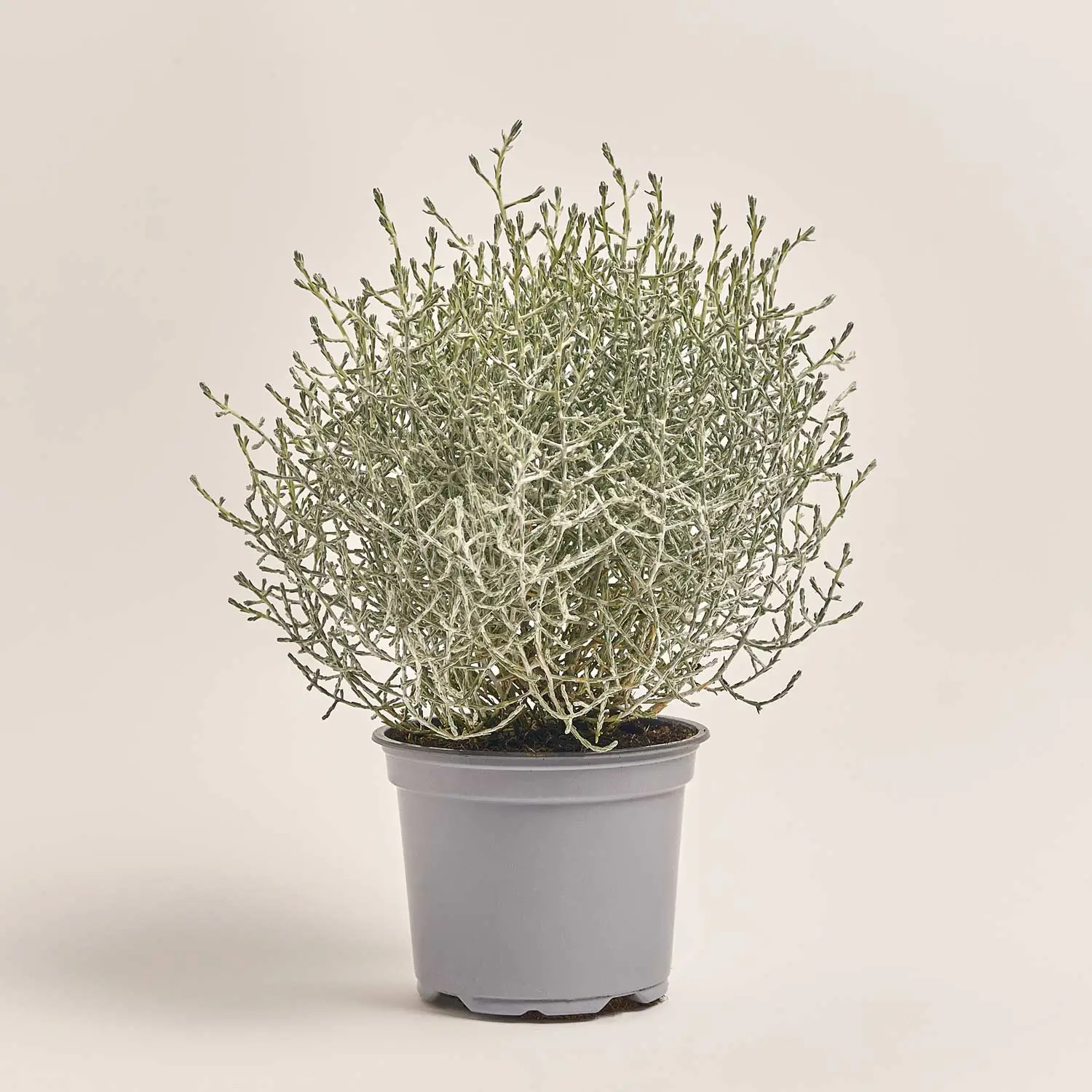 Зображення товару Леукофіта Брауні, артикул: 53202