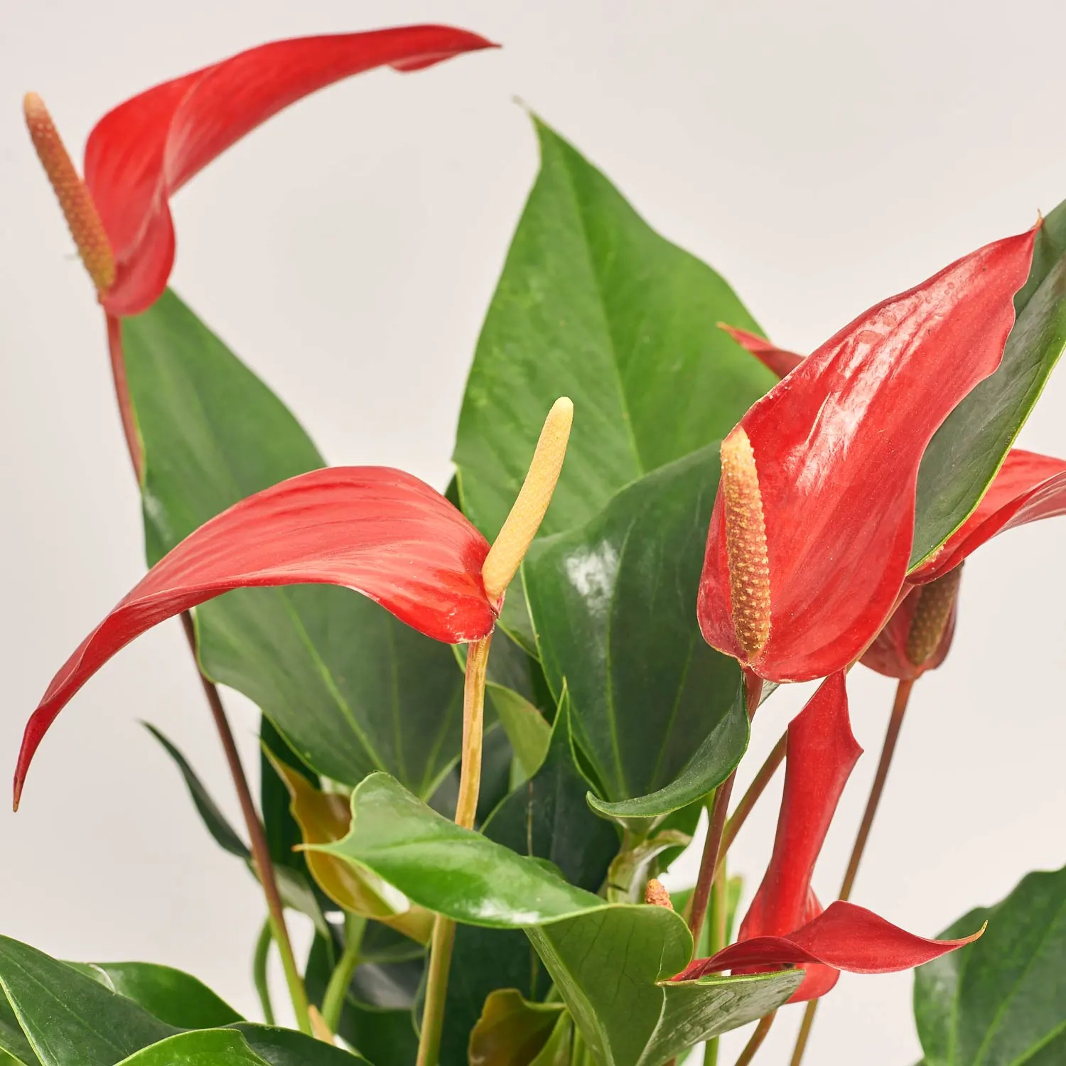 Антуріум Лілі Ред, артикул: 55888 Зображення товару Антуріум Лілі Ред, артикул: 55888