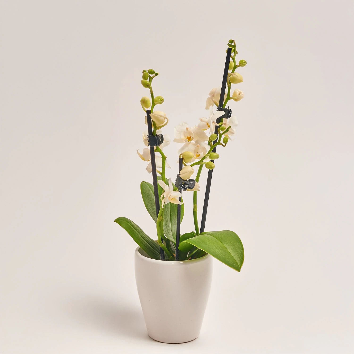 Зображення товару Фаленопсис міні в кер. 2ст., артикул: 18851