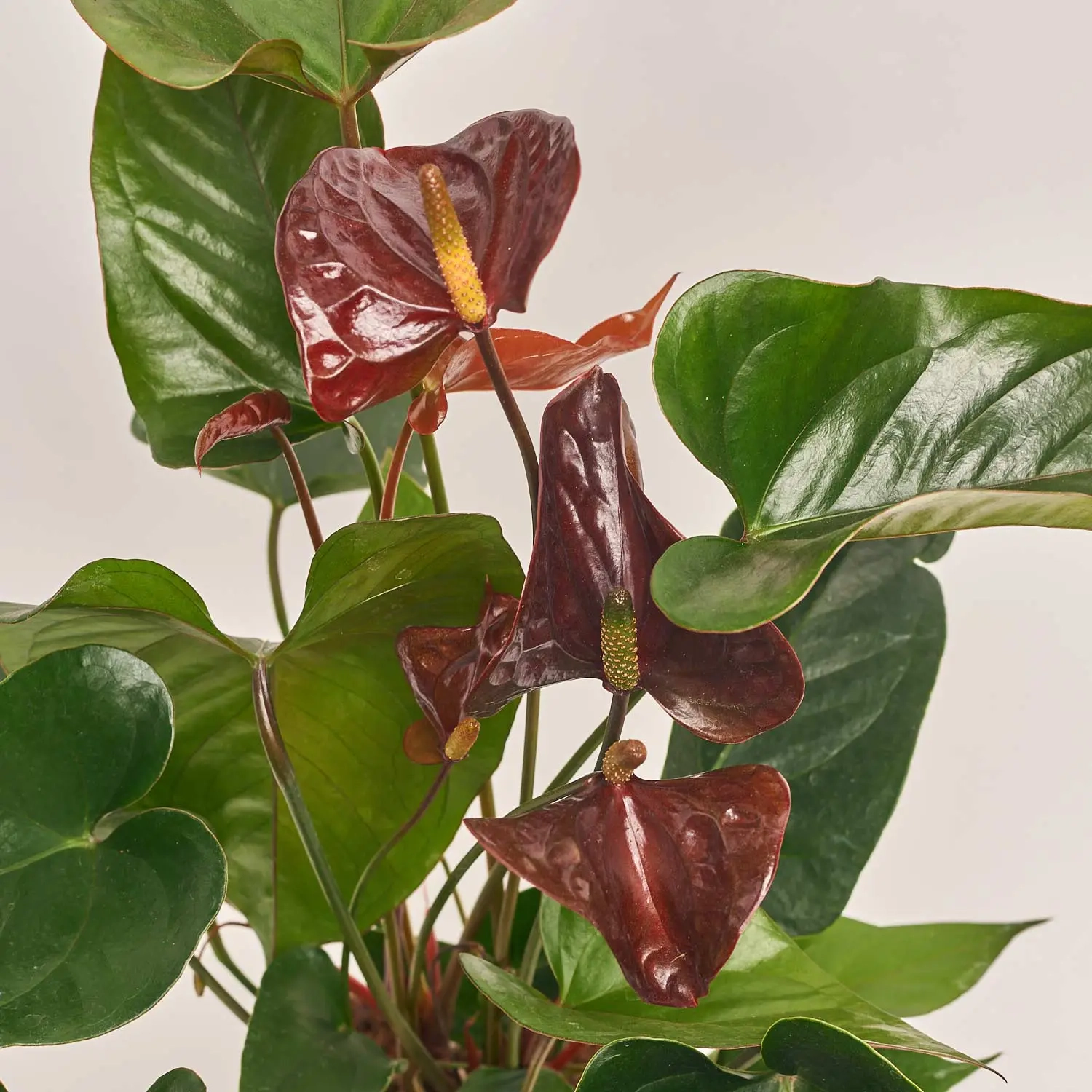 Зображення товару Антуріум Ессенція, артикул: 55435