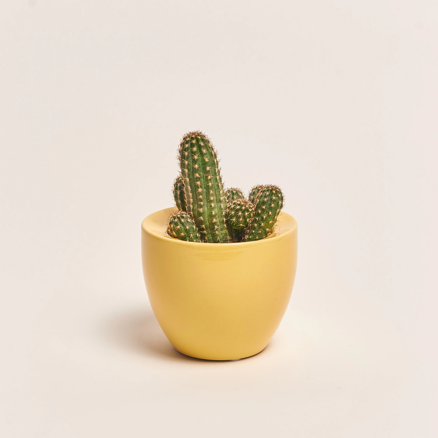 Кактус мікс в кер., артикул: 33834 Зображення товару Кактус мікс в кер., артикул: 33834