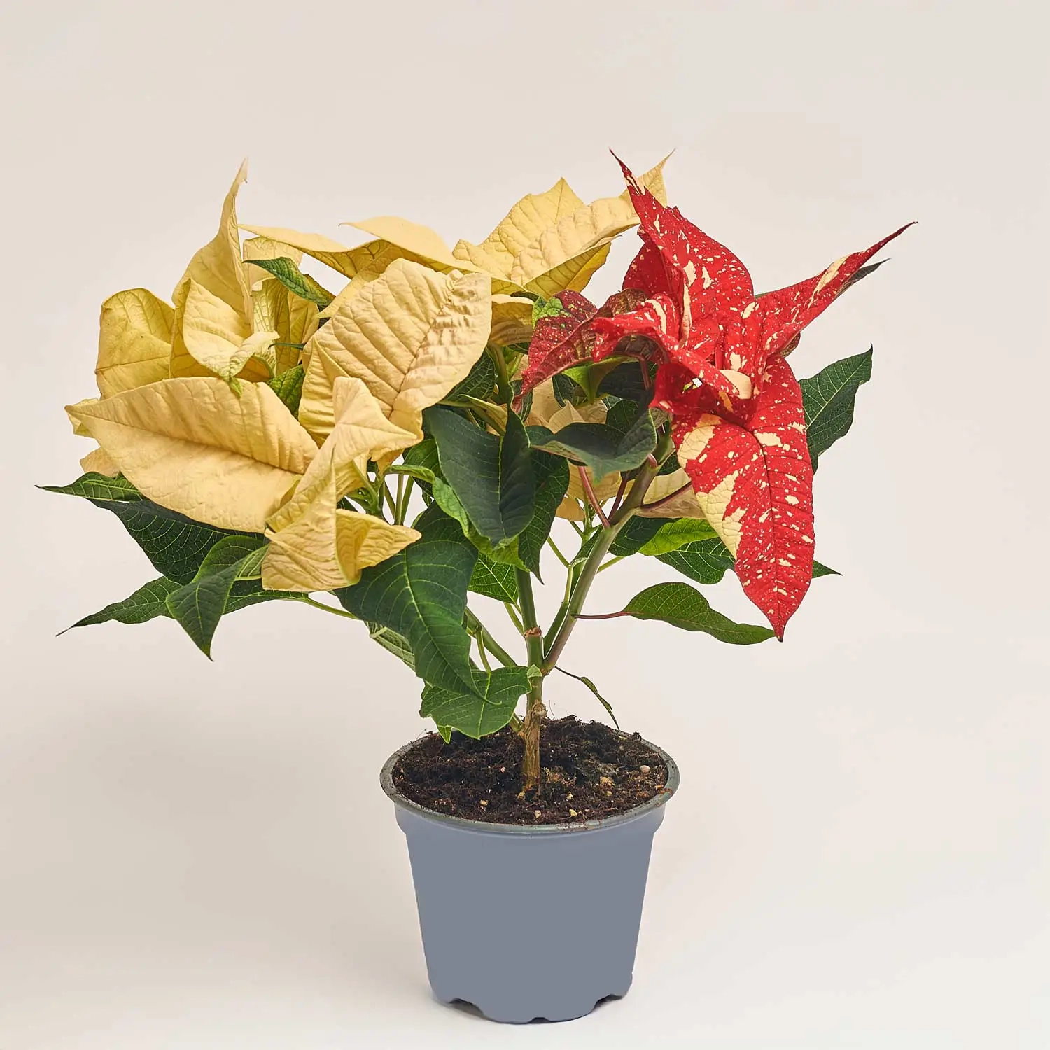 Пуансетія Супер Глітер, артикул: 43435 Зображення товару Пуансетія Супер Глітер, артикул: 43435