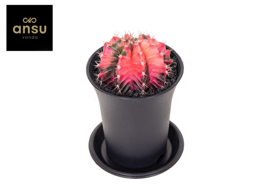 Зображення товару Гімнокаліциум Варієгатний "Екстра колор", артикул: 54801