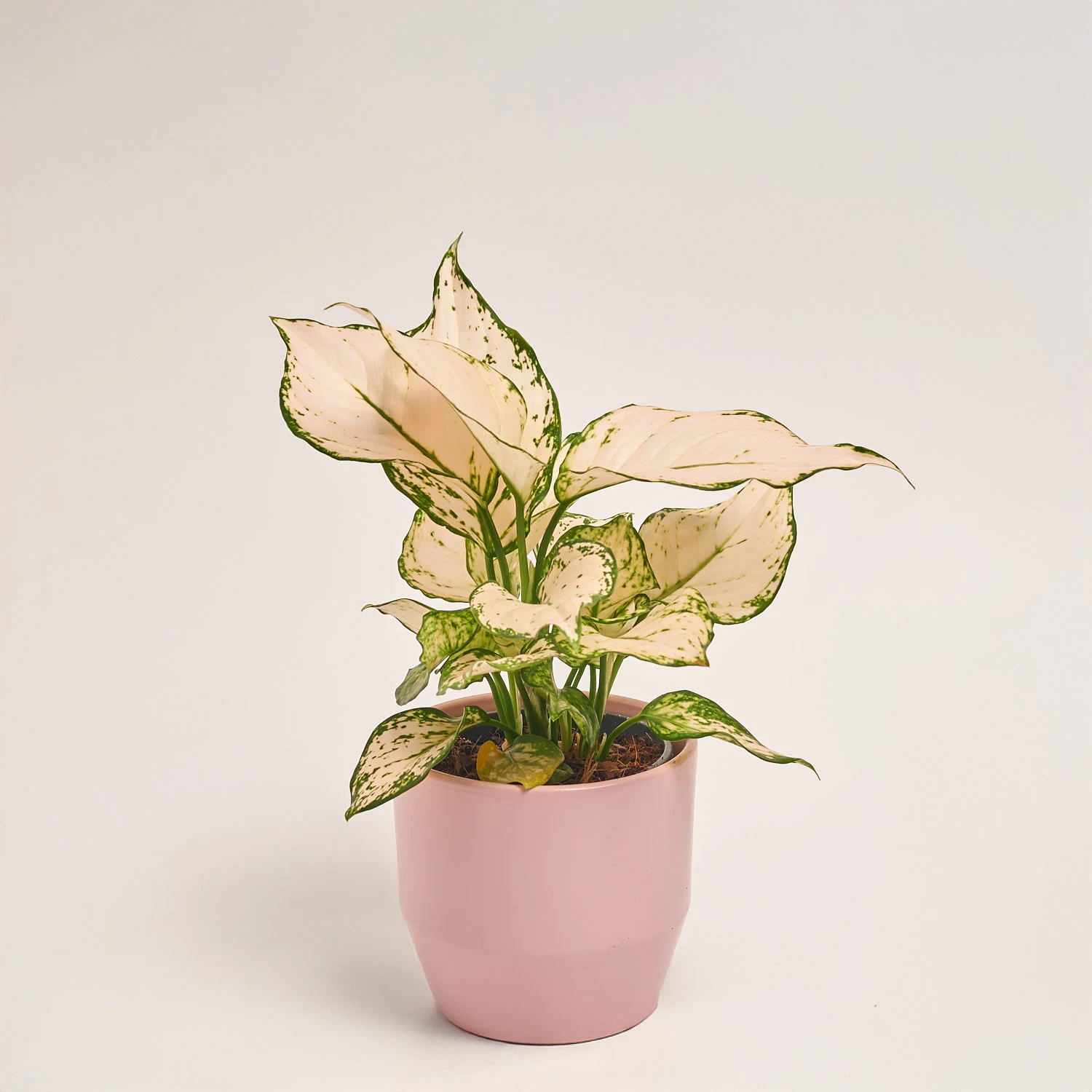 Аглаонема Супер Вайт в кер., артикул: 55609 Зображення товару Аглаонема Супер Вайт в кер., артикул: 55609