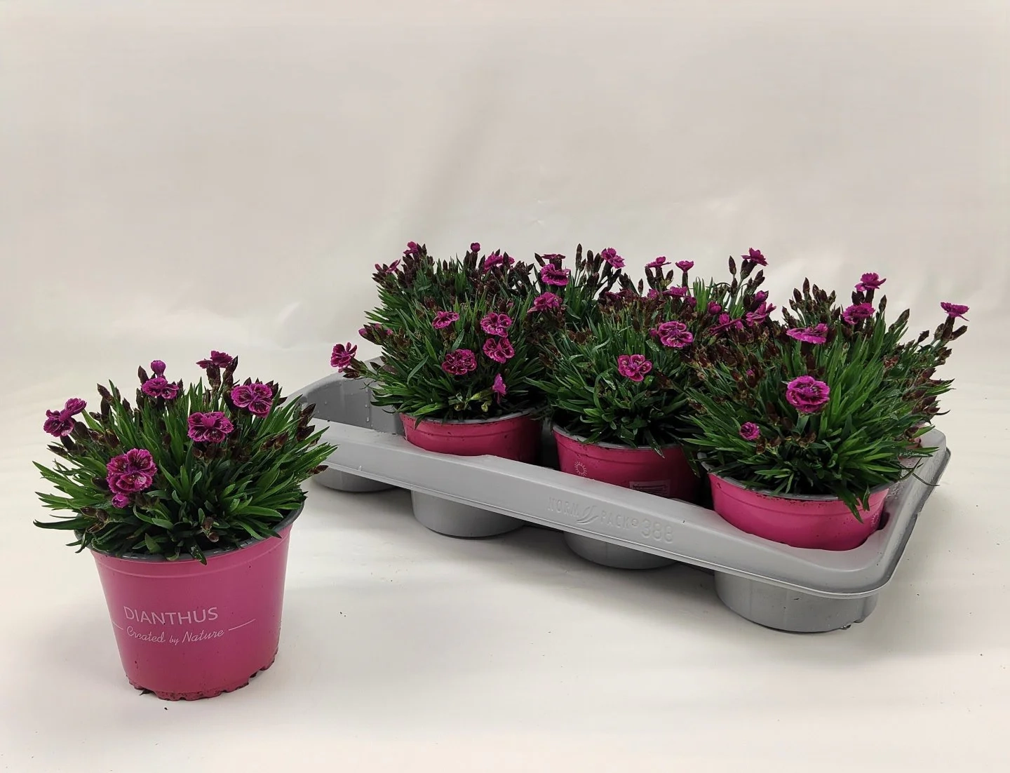 Зображення товару Діантус Пікчер Перфект, артикул: 57098