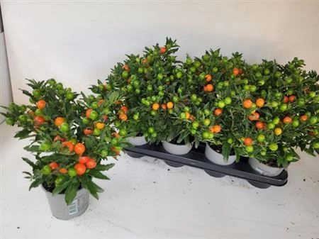 Зображення товару Соланум псевдокапсікум, артикул: 1399