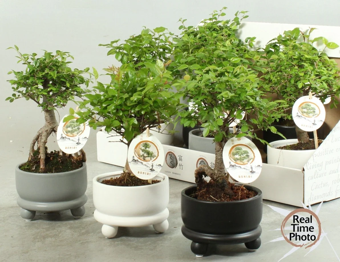 Бонсай в кер., артикул: 56679 Зображення товару Бонсай в кер., артикул: 56679