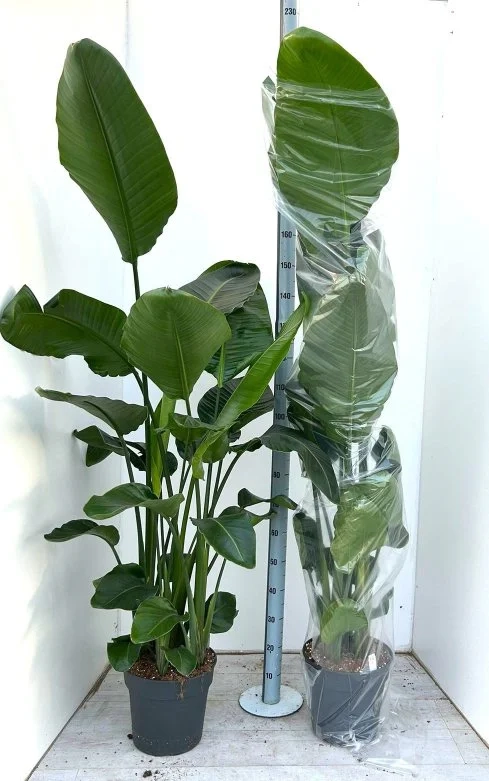 Зображення товару Стреліція Ніколай, артикул: 56990