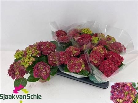 Зображення товару Гортензія червона 7ст., артикул: 19144