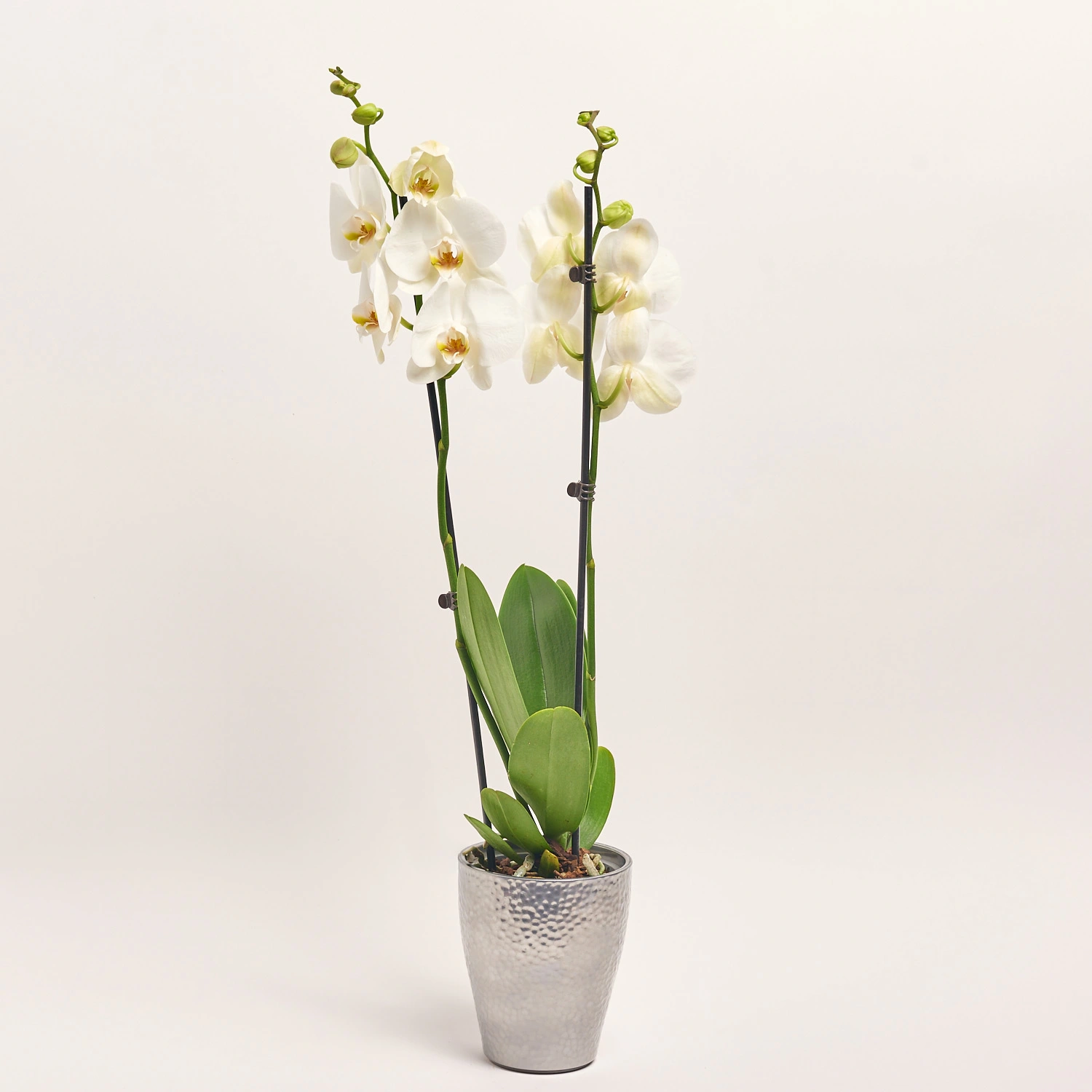 Зображення товару Фаленопсис Білий та Кашпо Сет 536, артикул: 56124