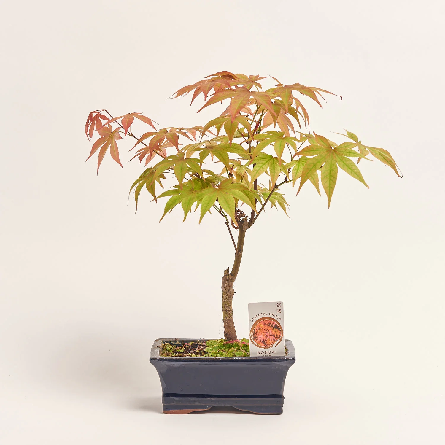 Зображення товару Бонсай в кер., артикул: 17924