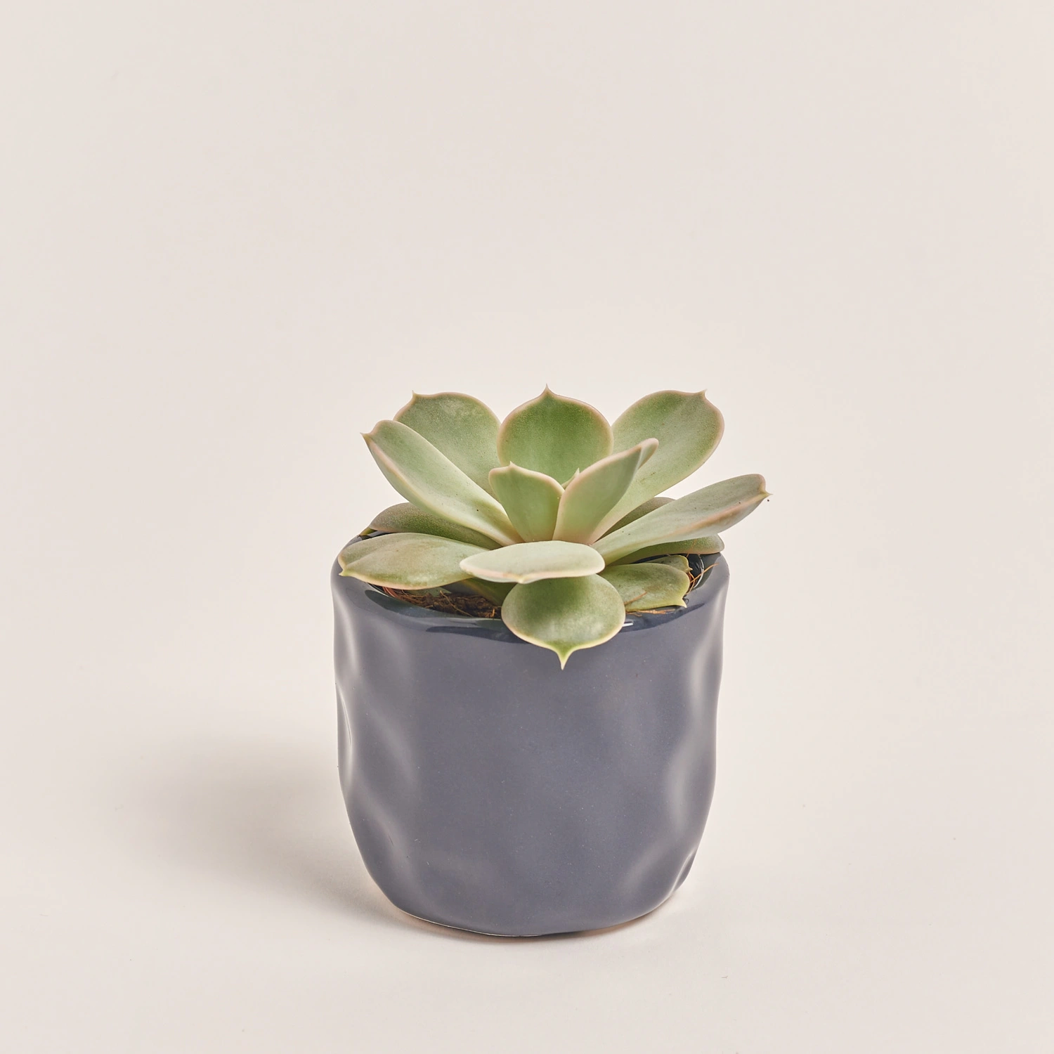 Зображення товару Сукулент мікс в кер., артикул: 22213