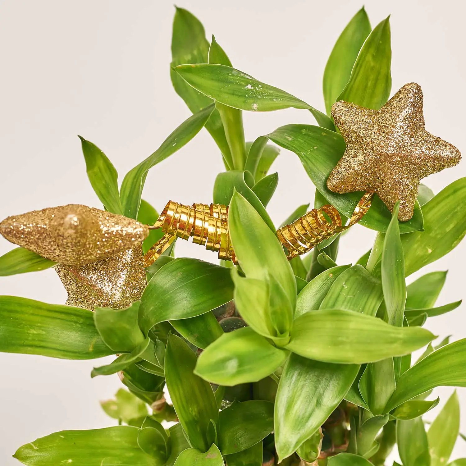 Зображення товару Бамбук Лакі в кераміці, артикул: 21839