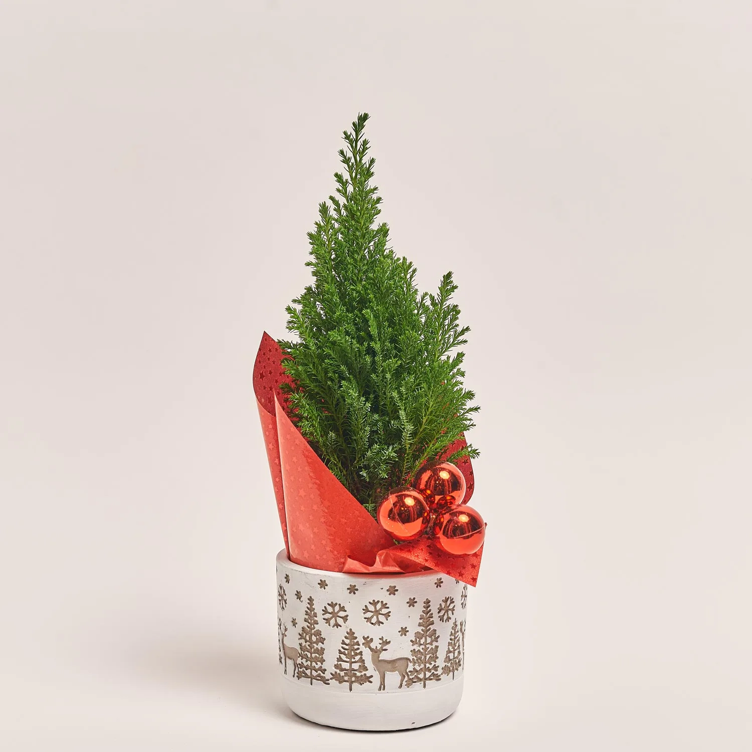 Зображення товару Кипарис Елвуді Декор в кер., артикул: 32113