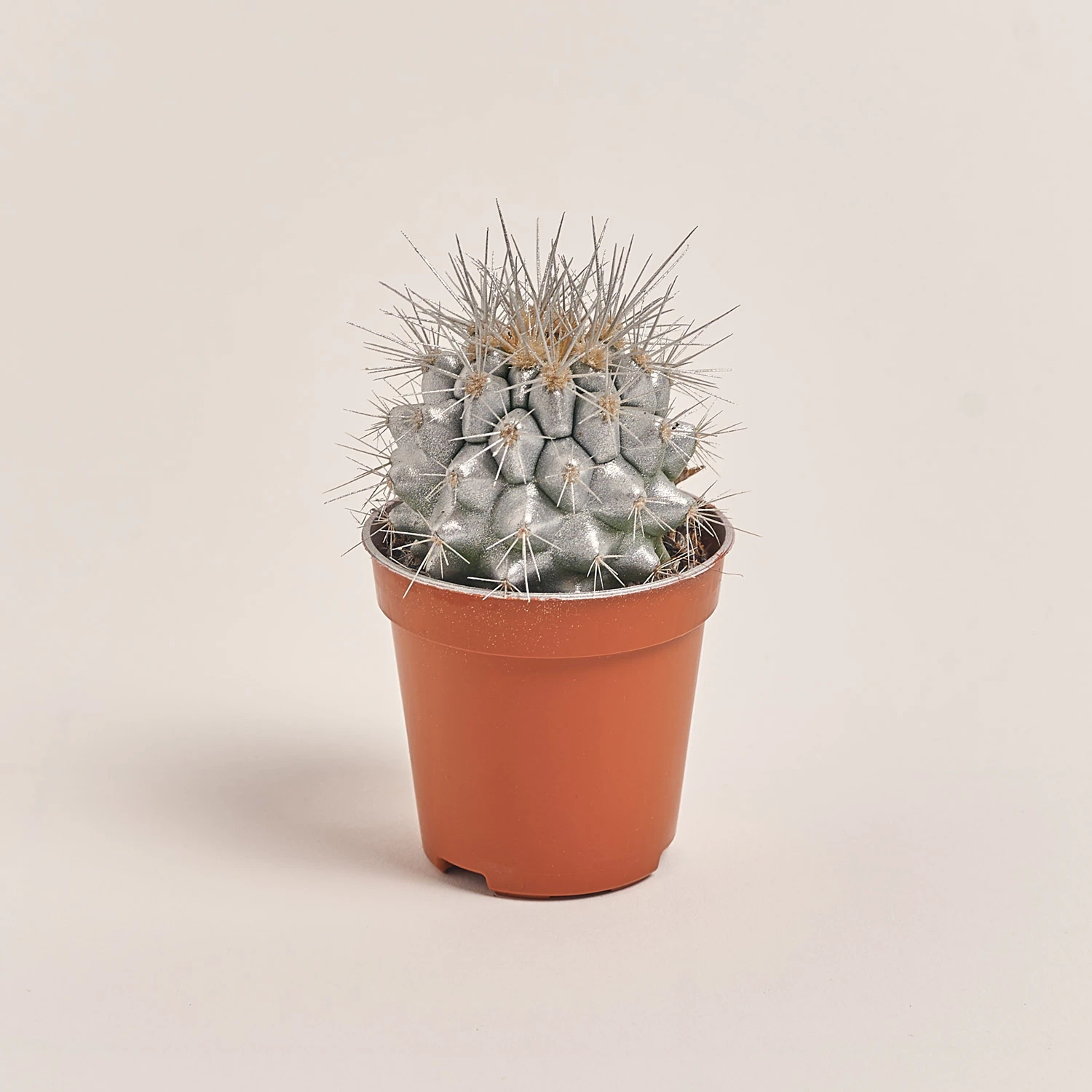 Зображення товару Ехінокактус Рейнбов новорічний мікс, артикул: 53322