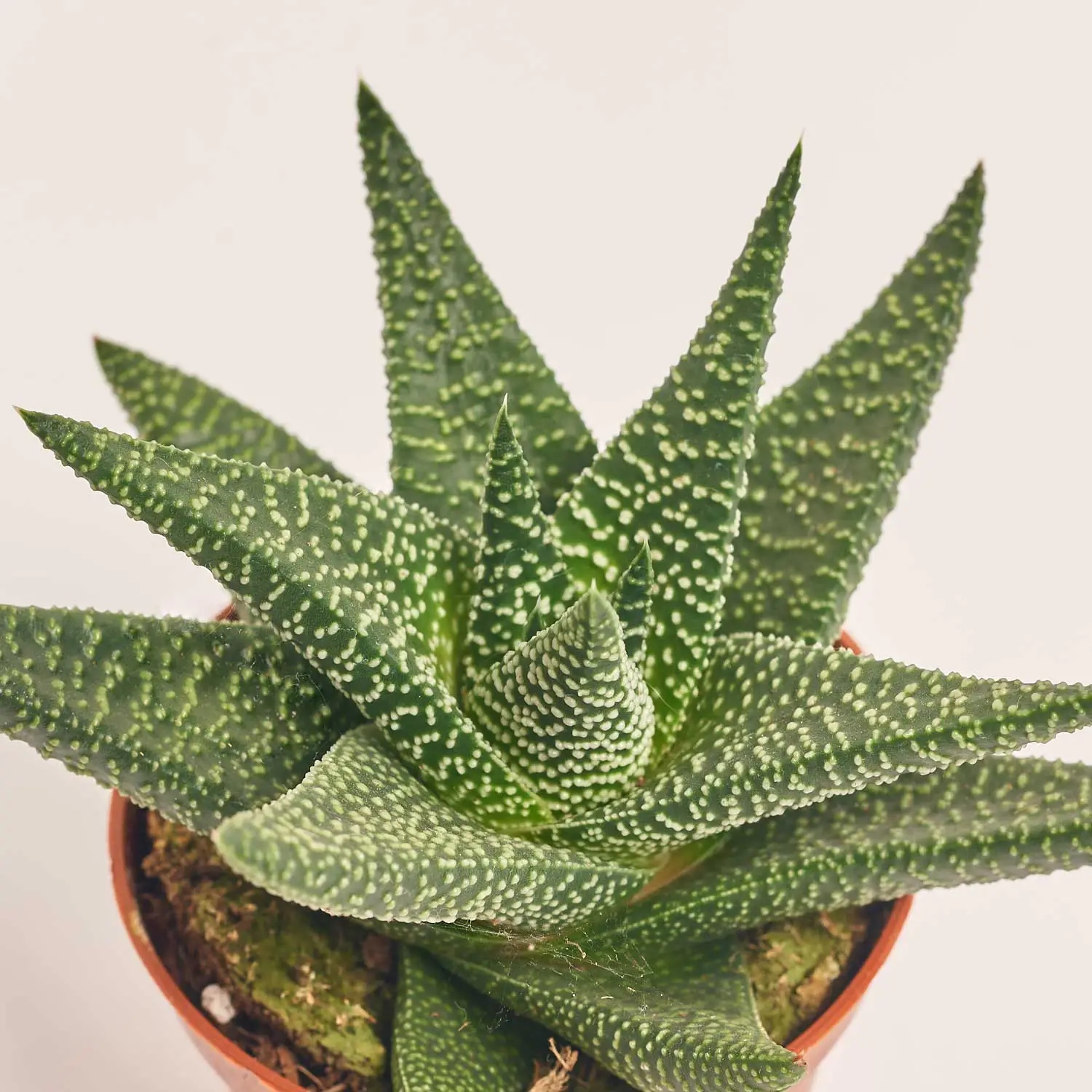 Зображення товару Хавортія мікс, артикул: 30142