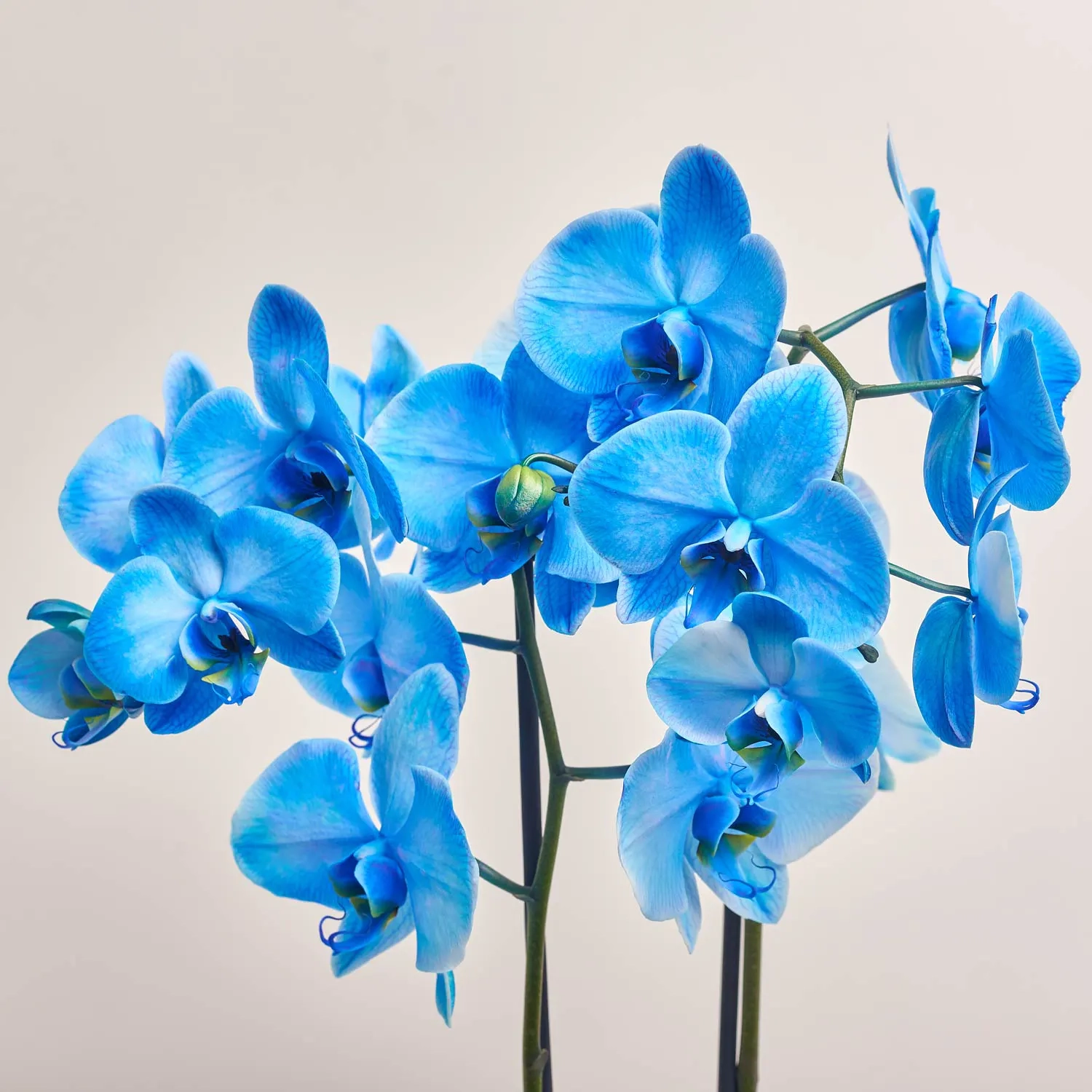 Фаленопсис синій фарбований та Кашпо Сет 427, артикул: 53347 Зображення товару Фаленопсис синій фарбований та Кашпо Сет 427, артикул: 53347