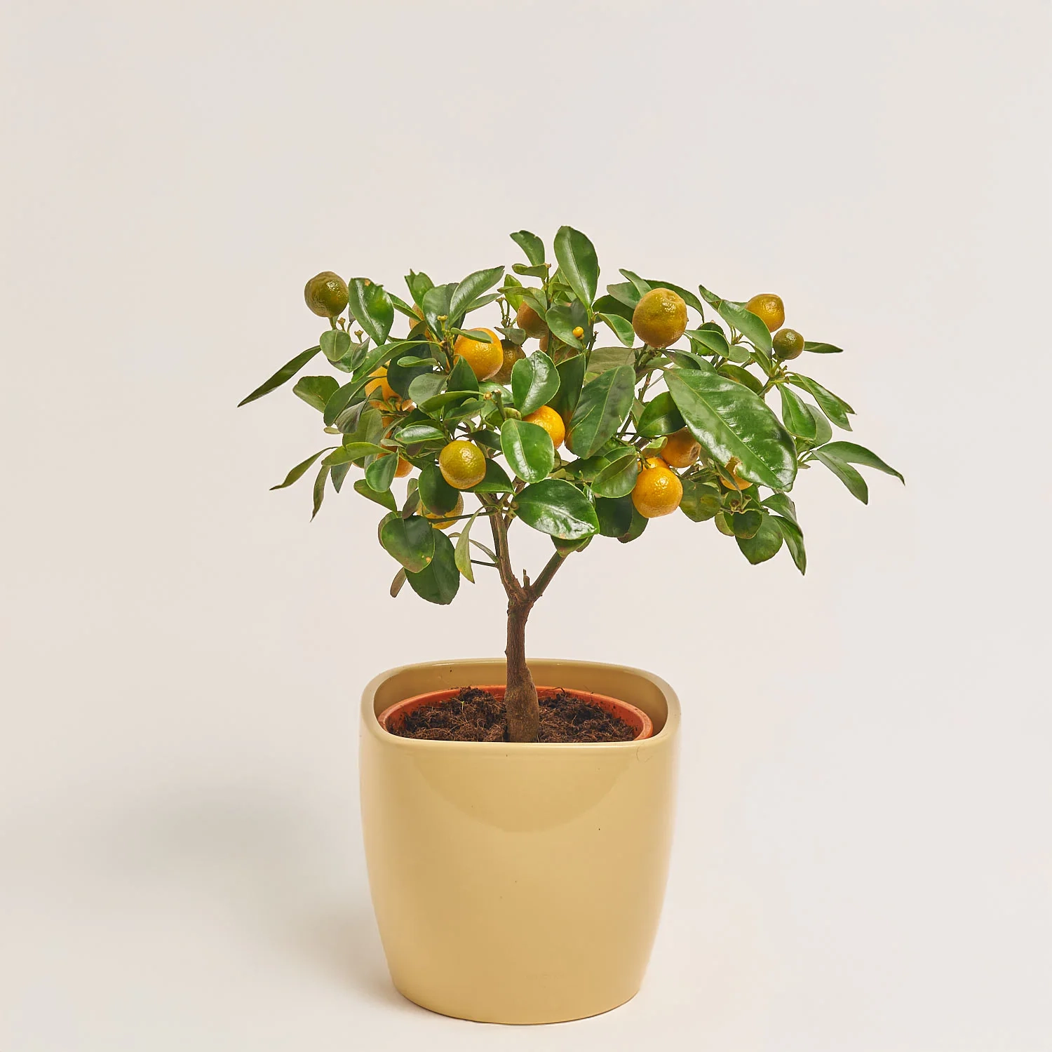 Зображення товару Цитрофортунелла Мандарин та Кашпо Сет 511, артикул: 53344