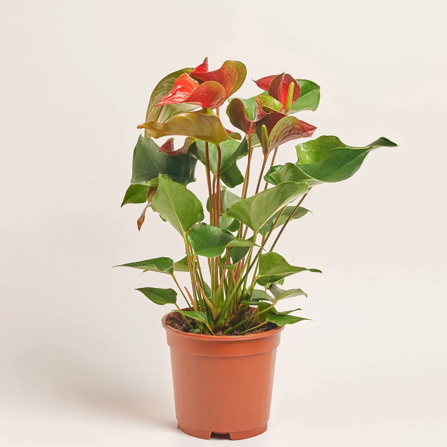 Зображення товару Антуріум мікс, артикул: 56719