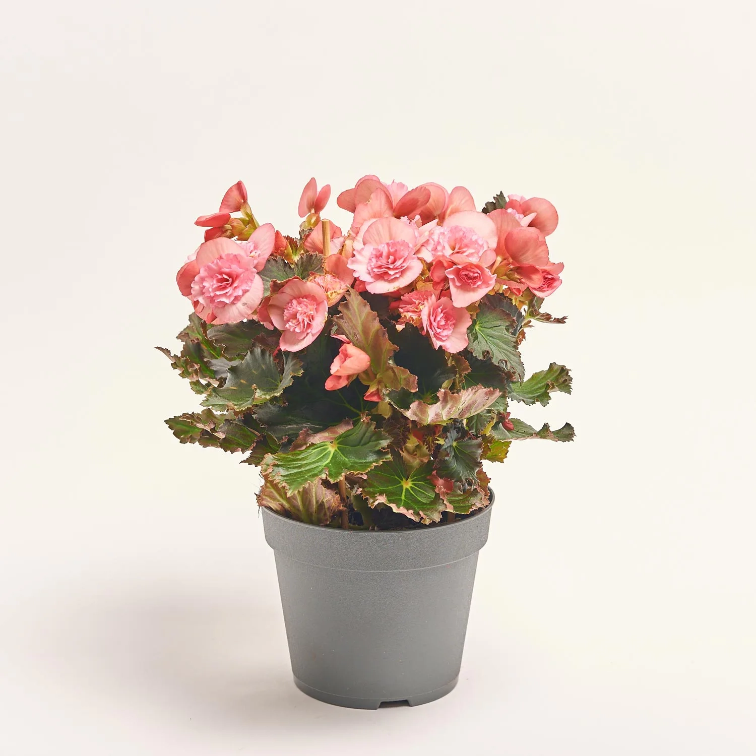 Зображення товару Бегонія мікс, артикул: 18662