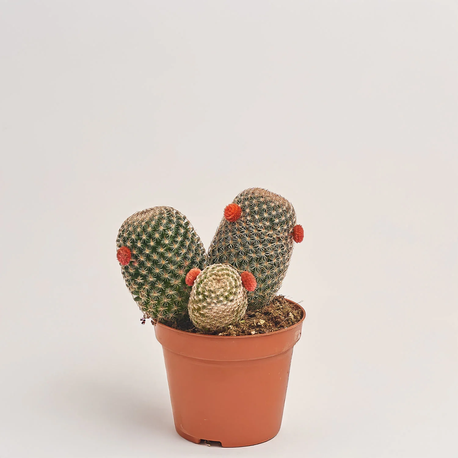 Кактус з квітами, артикул: 53634 Зображення товару Кактус з квітами, артикул: 53634