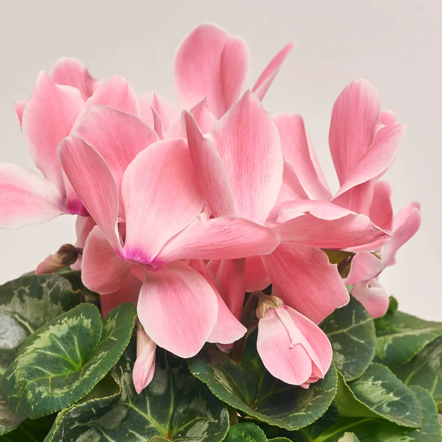 Цикламен Супер Мамос, артикул: 21951 Зображення товару Цикламен Супер Мамос, артикул: 21951