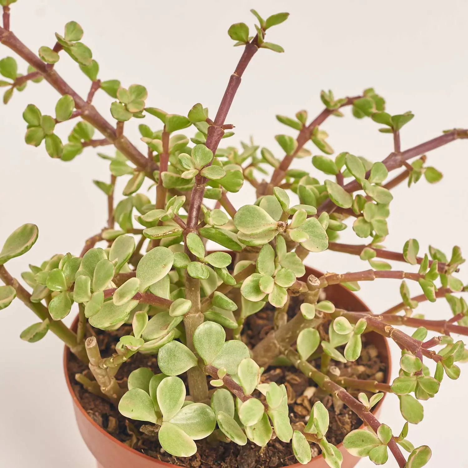 Зображення товару Сукулент мікс, артикул: 2084