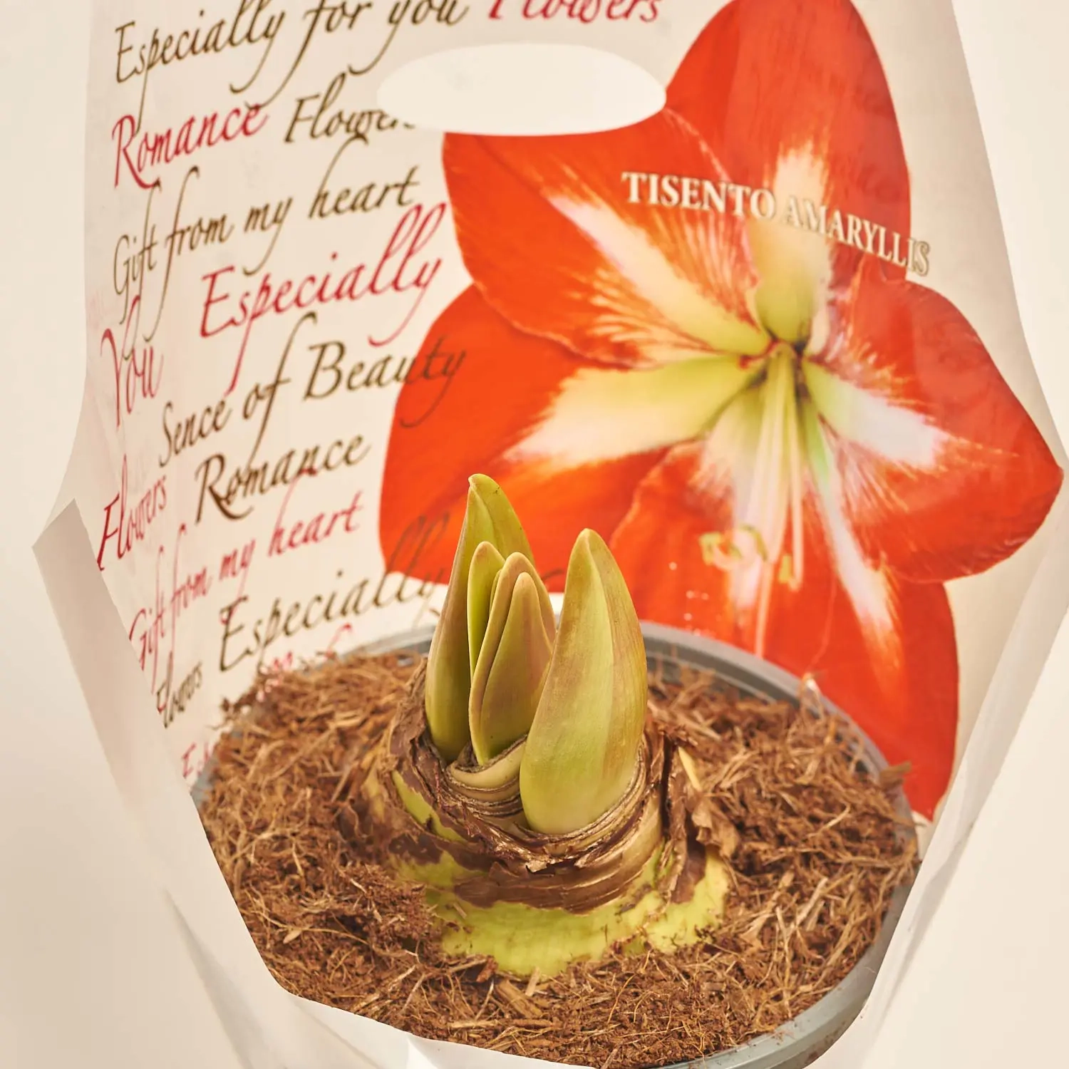 Зображення товару Амариліс мікс, артикул: 3601