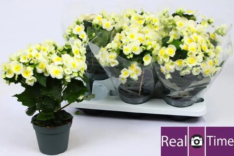 Зображення товару Бегонія Валентин Вайт, артикул: 48247