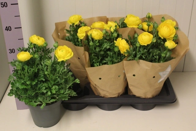 Зображення товару Ранункулус жовтий, артикул: 57194